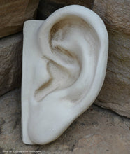 Load image into Gallery viewer, Roman Michelangelo large David Eye, Nose or mouth face Plaque Sculpture  www.Neo-Mfg.com museum reproduction Brucciani sold as EACH
